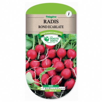 Graines Radis Rond Ecarlate - Les Doigts Verts