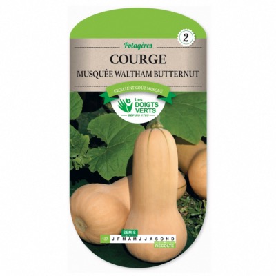 Graines Courge Musquée Butternut, Les Doigts Verts