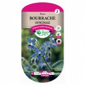 Graines Bourrache Officinale - Les Doigts Verts