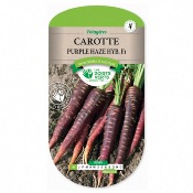 Graines Carotte Purple Haze Hub F1 - Les Doigts Verts