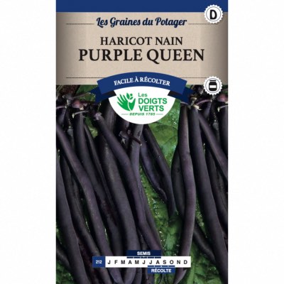 Graines Haricot Nain Purple Queen 250gr - Les Doigts Verts