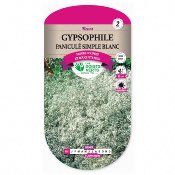 Graines Gypsophile Paniculé Simple Blanc - Les Doigts Verts