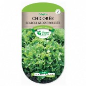 Graines Chicore Scarole Grosse Boucle, Les Doigts Verts