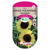 Graines Soleil Tournesol Moonshine - Les Doigts Verts