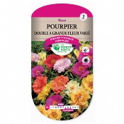 Graines Pourpier Double Grande Fleur Vari - Les Doigts Verts