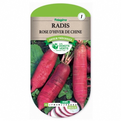 Graines Radis Rose d'Hiver de Chine - Les Doigts Verts