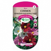 Graines Cosmos Sensation Nain Royal Varié - Les Doigts Verts