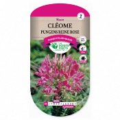 Graines Clome Pungens Reine Rose - Les Doigts Verts