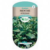 Graines Menthe Officinale - Les Doigts Verts