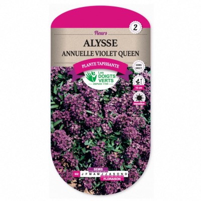 Graines Alysse Annuelle Violet Queen - Les Doigts Verts