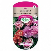 Graines Godetia Nain Double  Fleur d'Azale - Les Doigts Verts