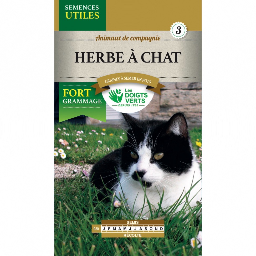 Herbe à chat en pot à planter • 50 pots de 13 cm - 250 gr