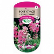 Graines Pois Vivace à Bouquets Varié - Les Doigts Verts