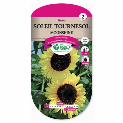 Graines Soleil Tournesol Moonshine - Les Doigts Verts