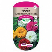 Graines Zinnia Géant Double à Fleur de Dahlia - Les Doigts Verts