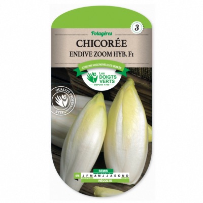 Graines Chicorée Endive Zoom Hyb. F1- Les Doigts Verts