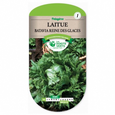 Graines Laitue Batavia Reine des Glaces - Les Doigts Verts