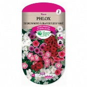 Graines Phlox De Drummond  Grande Fleur Vari - Les Doigts Verts