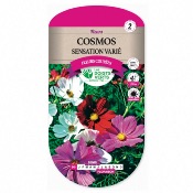 Graines Cosmos Sensation Vari - Les Doigts Verts