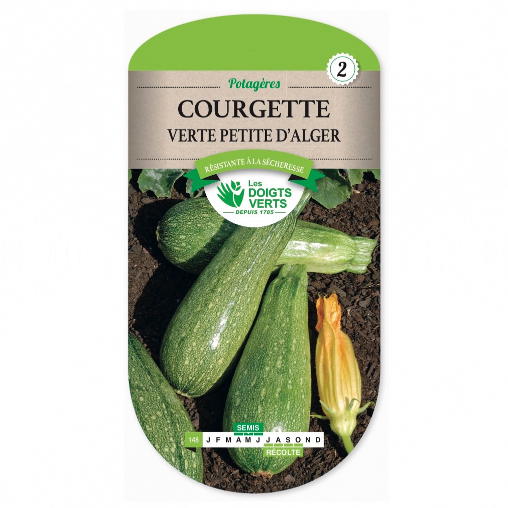 COURGETTE VERTE PETITE D'ALGER AB