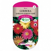 Graines Gerbera Jamesoni Hybride Varié - Les Doigts Verts