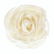 Grande Fleur de Goatier Rosea - GOA