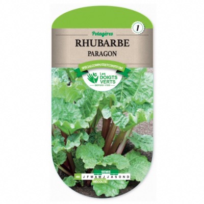 Graines Rhubarbe Paragon Les Doigts Verts