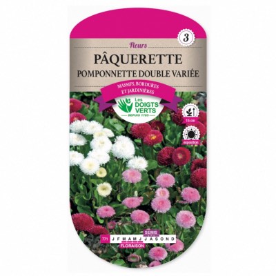 Graines Pâquerette Pomponnette Double Variée - Les Doigts Verts