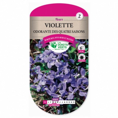 Graines Violette Odorante Des 4 Saisons - Les Doigts Verts